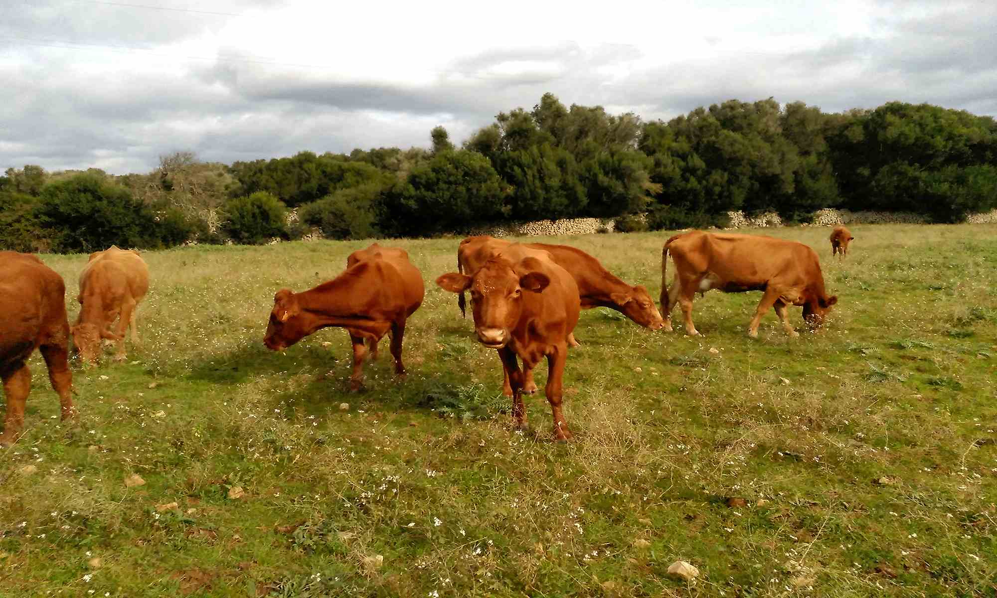 Vaques Menorca