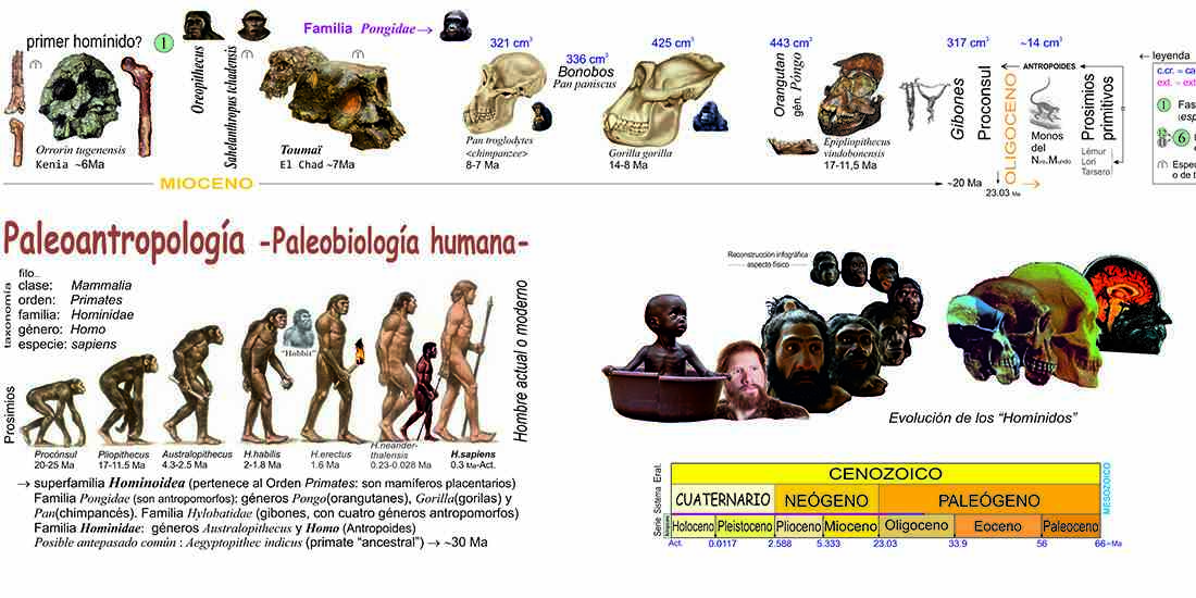 Paleoantropología “La evolución de los Homínidos” | ICOG